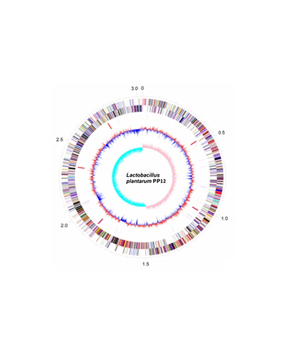 Lactobacillus plantarunm PP12