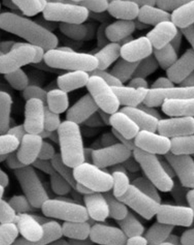 Lactobacillus plantarunm PP12